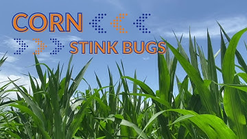 Corn Series - Stink Bugs