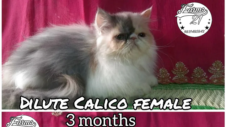 Video 521271: persian calico female kitten, cute calico kitten