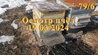 Осмотр пчёл 19 03 2024