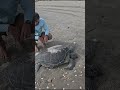 Found this massive beached turtle #shorts #outdoors #animals #fishing