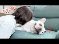 愛犬のモフモフに顔を埋めたらキレられたwww【フレンチブルドッグ frenchbulldog】