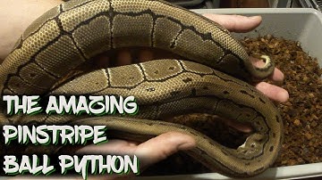 The Amazing Pinstripe Ball Python