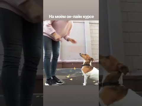 видео отзыв