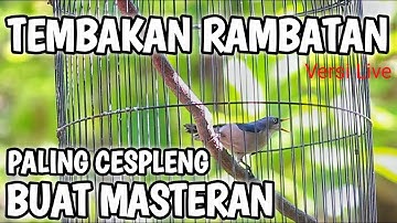 RAMBATAN PARUH MERAH GACOR TEMBAKAN RAPAT PALING CESPLENG BUAT MASTERAN MURAI BATU KACER CUCAK IJO