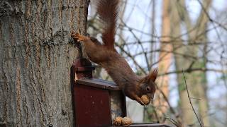 Red squirrel's Easter Nut hunt