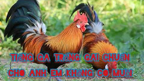 Tiếng gà trống gãi chuẩn dùng cho anh em đi bẫy. suab qaib cuab qua tuaj zoo heev
