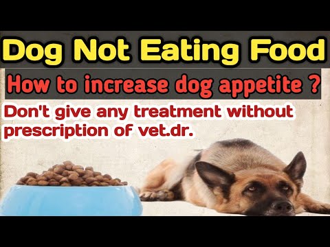why dog not eating food ? || prevention & causes || || by THE PET VISION || 100 % Result.