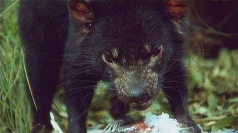 euronews science - Extinction of species accelerating