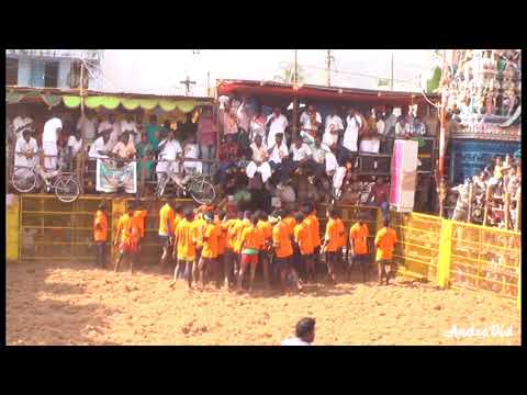 Ayyampalayam jallikattu 2019 pattiveeranpatti madu Ayyampalayam jallikattu 2019 pattiveeranpatti madu #1