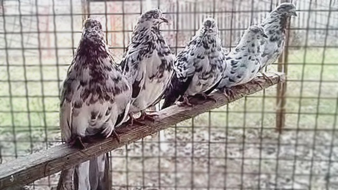 Николаевские Голуби Видео 2022 Года Новое