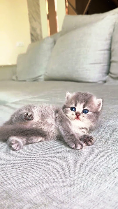 cute kitten - undeniable cuteness kitten #cat #kitten #cute