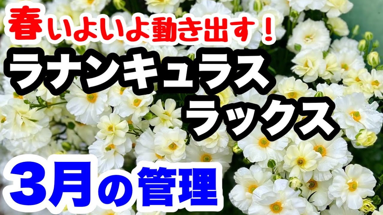 ◆開花直前！3月の管理🌱【ラナンキュラ スラックス】