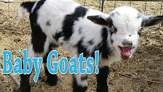 Baby Goats!