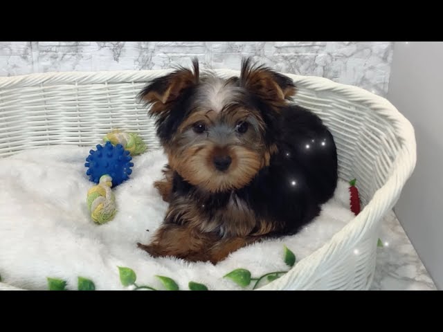 ヨークシャテリア♂2512D1172 - YouTube