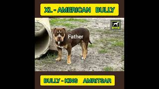 -American Bully Avail In Blood