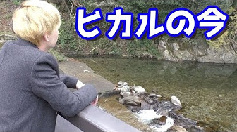 ヒカル ウーパールーパー 死んだ Youtube