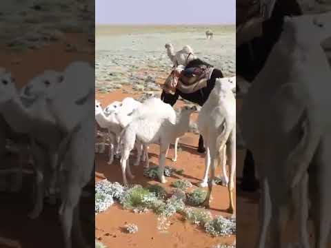 ربيع شرق الجوف طريق عذفاء