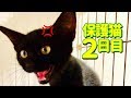 【保護猫】子猫のクロちゃん 飼い主に激おこ Kitten Kuro-chan is very angry with his owner
