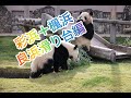 楓浜#彩浜#良浜#滑り台の攻防#滑り台でのドラマ#アドベンチャーワールド#Panda cute#Panda World