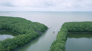 Free Mangrove Forest Footage Bird View by Drone 4k