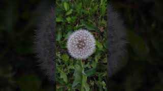 #art #dehlizsiir #edit #desemki #nisan Cahit Sıtkı Tarancı #şiirheryerde #şiir desem ki #edebiyat