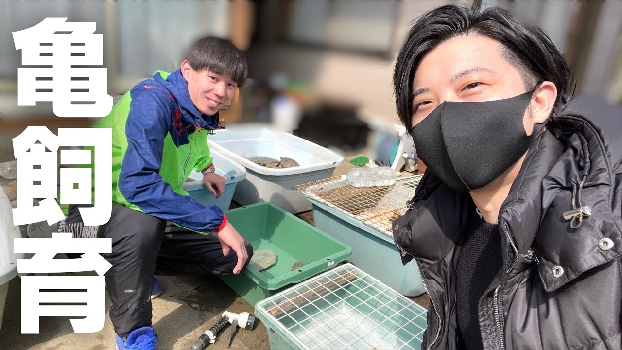 大量の国産亀を最高の飼育環境で飼育するご自宅に行ってきた。【ニホンイシガメ】