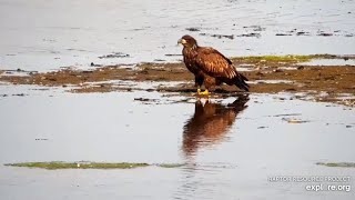 Mississippi River Flyway Cam. Juvie with reflection - explore.org 09-17-2021