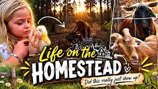 WELCOME TO HOMESTEAD LIFE… WHERE ANYTHING CAN HAPPEN! 🐐🦆🌲