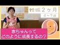 赤ちゃんって、どのように成長するの？【東京都助産師会】【妊娠】【胎児】