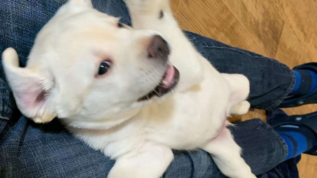 LIVE STREAM Puppy Cam REPLAY! How Cute can Labrador Puppies Get