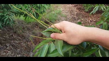 Nghỉ Ăn Vườn Vải Lục Ngạn Rụng Sạch Sẽ l Núi Đồi Lục Ngạn