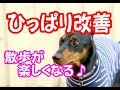 愛犬の引っ張り癖の改善方法を園長が実演♪