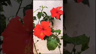 Beautiful Hibiscus Flower 🌺 #flowers #viralshorts