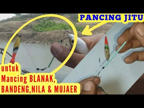How To Make A Fishing Line Moss Bait Tilapia Rangkaian Pancing Umpan Lumut Ikan Nila Youtube