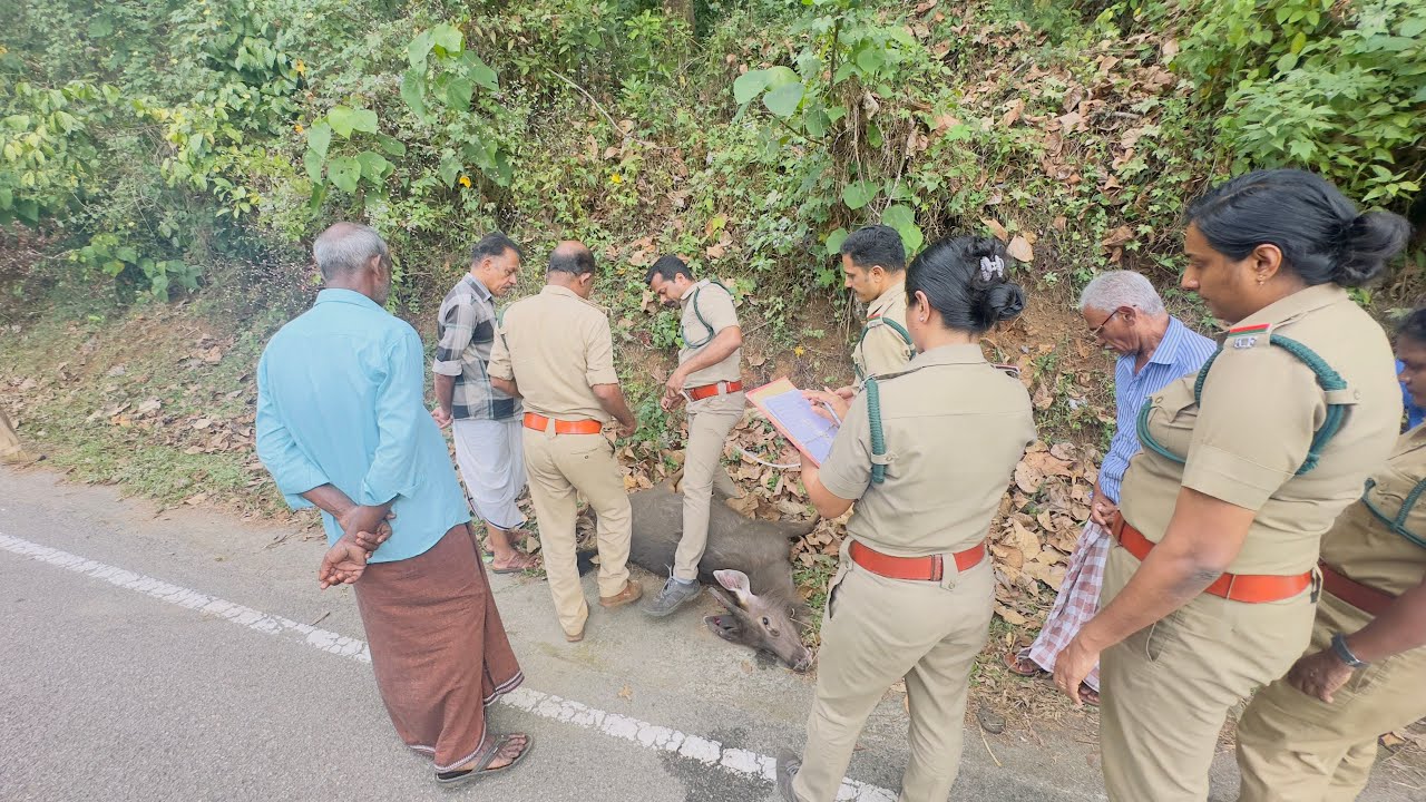 വീണ്ടുമൊരു മ്ലാവ്  | അരീക്കകാവ് | വടശ്ശേരിക്കര | പത്തനംതിട്ട