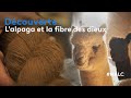 Dcouverte  lalpaga et la fibre des dieux