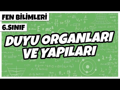 6. Sınıf Fen Bilimleri - Duyu Organları ve Yapıları | 2022