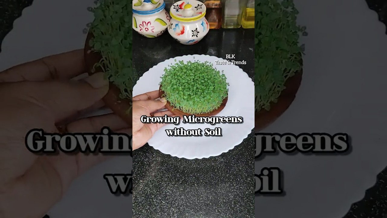 How to grow Microgreens without soil? | Soil-free Microgreens | #food #shorts #youtubeshorts #easy