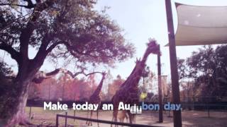 Make Today an Audubon Day