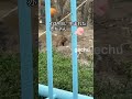 07.July.2026 Feeding 15h No Punch パンチくん餌やり　#がんばれパンチ #punchthemonkey