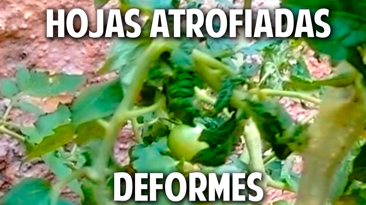 Virus en Tomates, Conchinilla Algodonosa, Transplante de Fresas, Huerta Colgante @cosasdeljardin