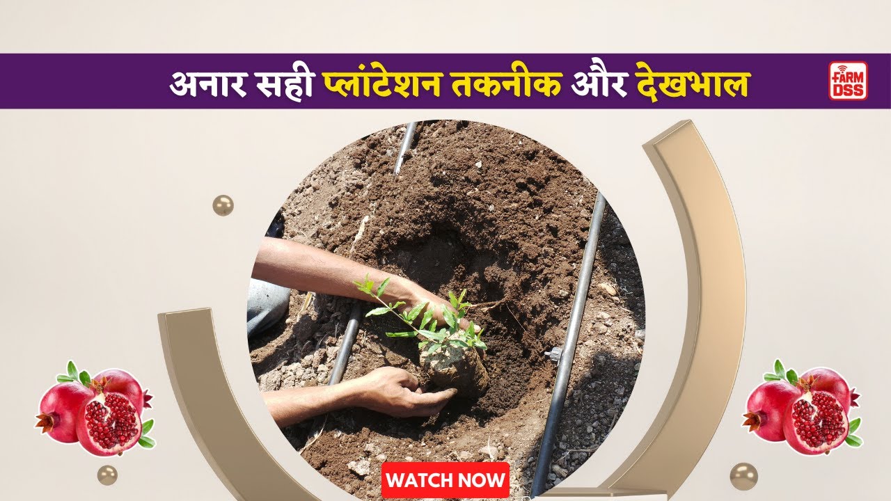 अनार सही प्लांटेशन तकनीक और देखभाल | Pomegranate Plantation @BTGore