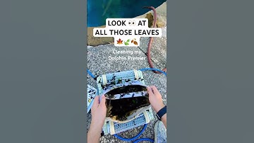 LOOK 👀 AT ALL THOSE LEAVES: Cleaning my Dolphin Premier #poolcleaning