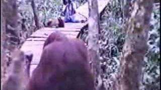 Orangutans mating in the wilds of Borneo