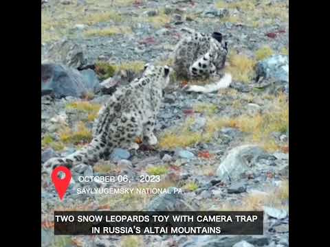 Two snow leopards toy with camera trap in Russia's Altai Mountains