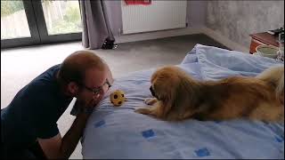 Finlay the Tibetan Spaniel plays 'nudge the ball'