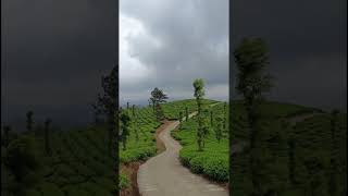 Beauty of the Way/Korome Narangachal.