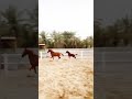 فرس مع المهر Horse Videos فرس مع المهر Horse Videos