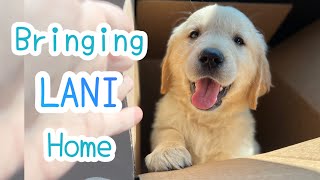 Golden Retriever Meets New Golden Retriever Puppy for the First Time!