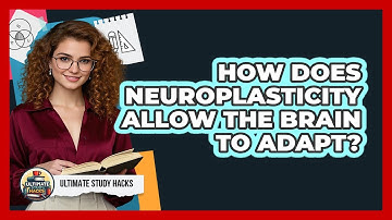 How Does Neuroplasticity Allow The Brain To Adapt? - Ultimate Study Hacks